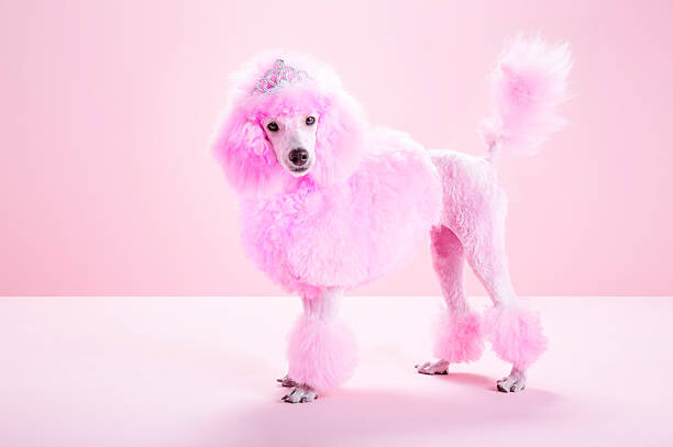 Juliste Miniature Pink poodle, pink poodle,studio