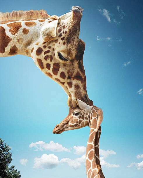 Juliste Mother giraffe nuzzling calf's head