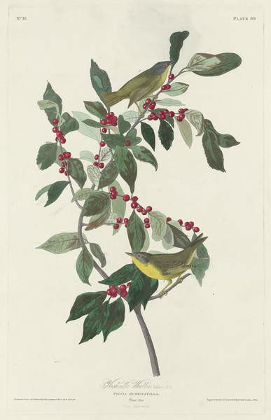 Juliste Nashville Warbler, 1830