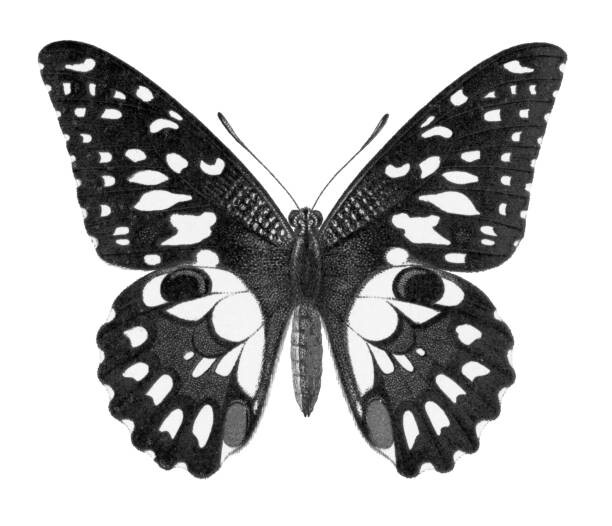 Juliste Old chromolithograph illustration of Birdwing Butterfly