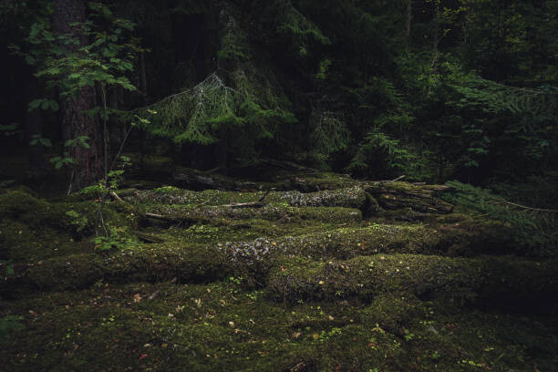 Juliste Old coniferous forest with moss and