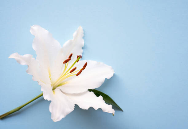 Juliste One Easter lily white flower over blue background