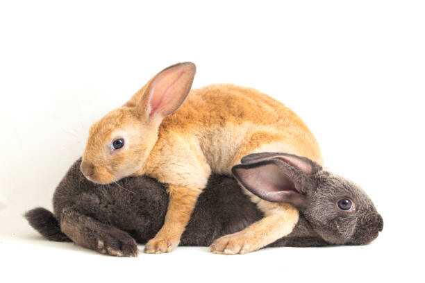 Juliste orange, brown and gray rex rabbits