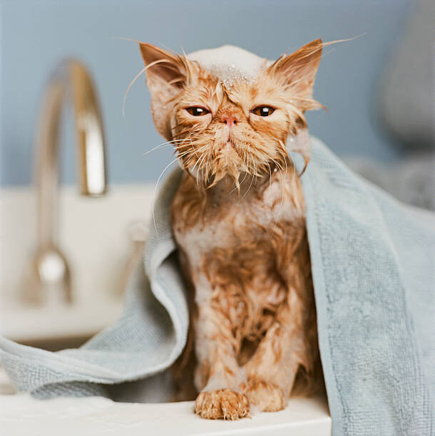 Juliste Orange Persian cat  under towel