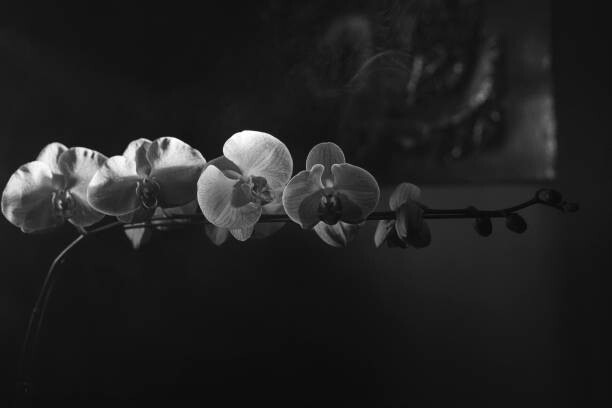 Juliste Orchids in black and white 1