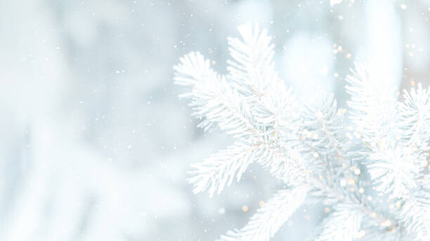 Juliste Outdoor branch of Christmas tree covered