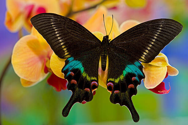 Juliste Papilio Krishna from China on Orchid