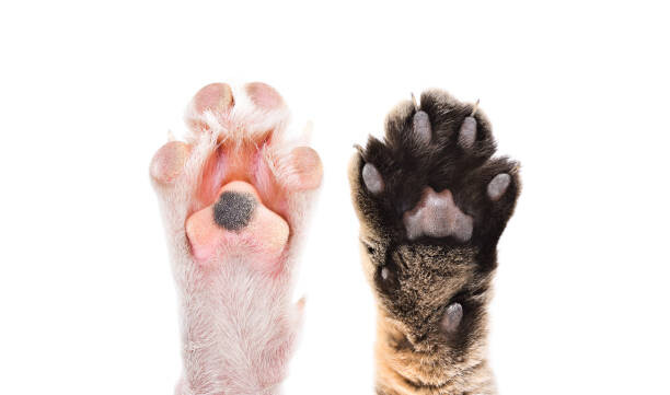 Juliste Paws of cat and dog together