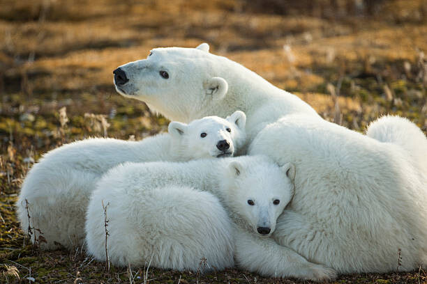 Juliste Polar Bear and Cubs by Hudson