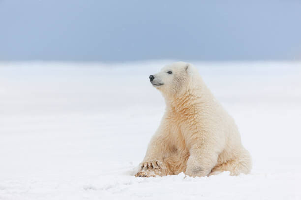 Juliste Polar bear cub in the snow