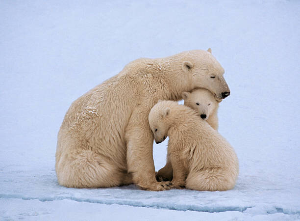 Juliste Polar bear with twin cubs (Ursus maritimus)