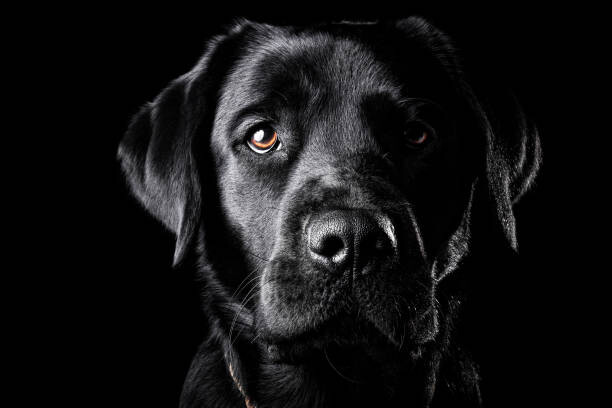 Juliste Portrait of a black Labrador.
