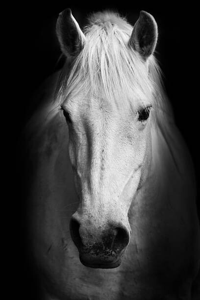 Juliste Portrait of a white horse.