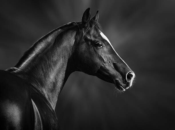 Juliste Portrait of black arabian horse