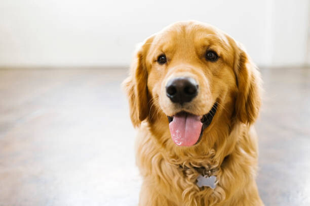 Juliste Portrait of golden retriever