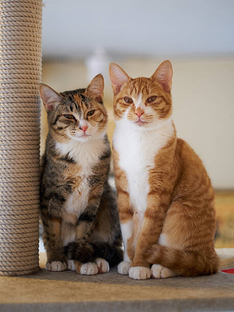 Juliste Portrait of Two Young Cats