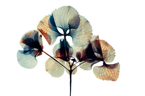 Juliste Pressed and dried dry  flower