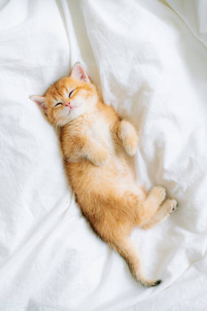 Juliste Purebred Scottish straight golden shaded chinchilla