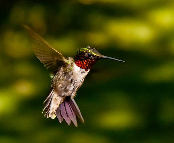 Juliste Red Throated Hummingbird