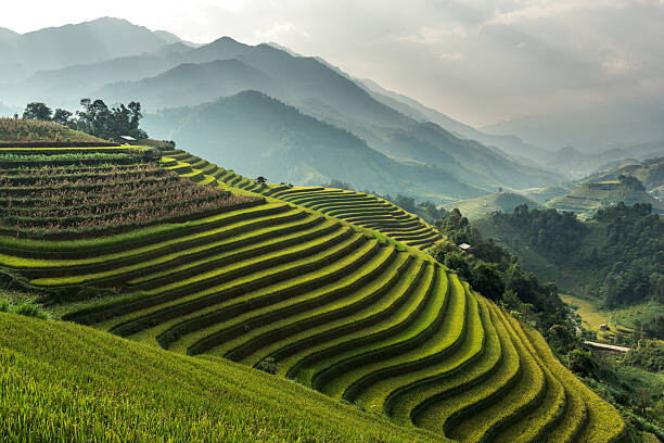Juliste Rice fields on terraced of Mu
