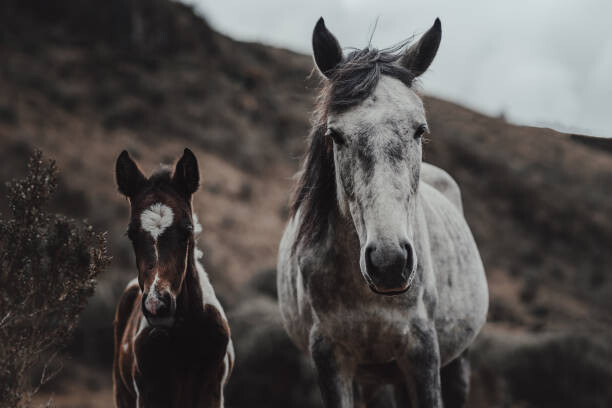 Juliste Selective focus shot of horses on