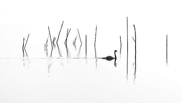 Juliste Silhouette of Swan swimming through fish