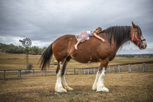 Juliste Small girl lying on huge Clydesdale horse