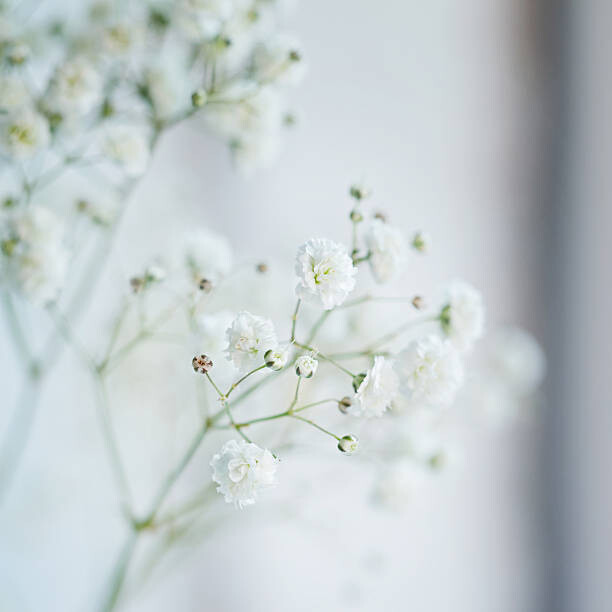 Juliste Small  White Flowers  blurred,
