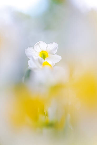 Juliste Spring Festival III