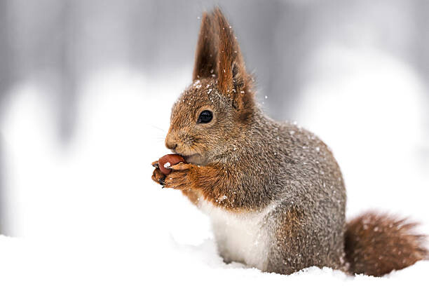 Juliste squirrel sitting on snow with a