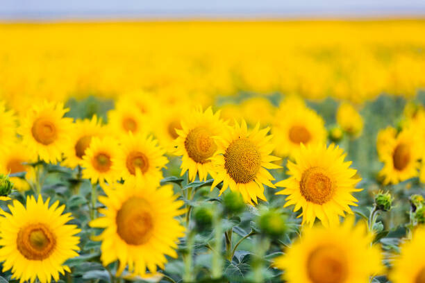 Juliste Sunflower field
