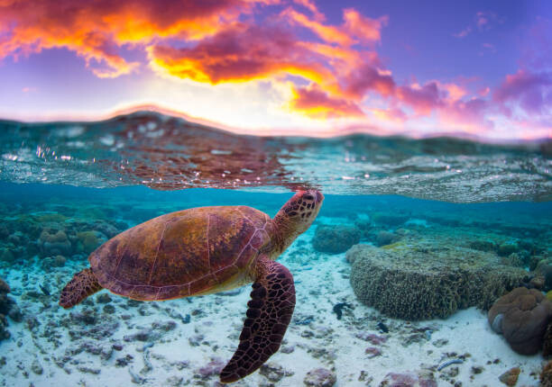 Juliste Sunset Turtle