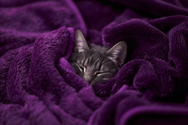 Juliste Tabby cat sleeping wrapped on blanket
