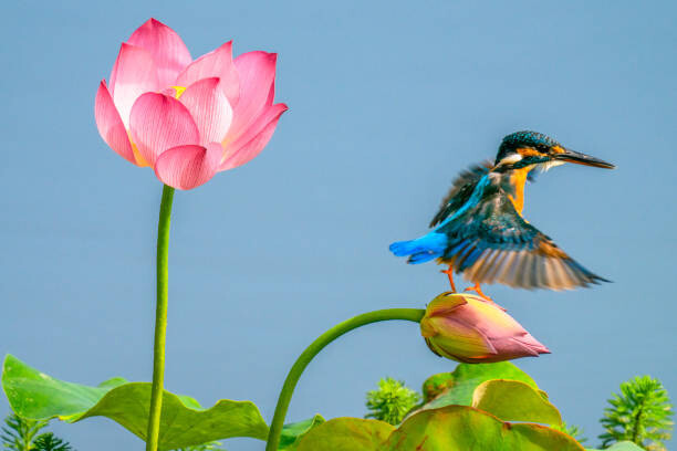 Juliste The kingfisher,China