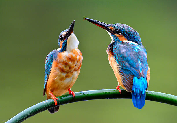 Juliste The lovely pair of Common Kingfisher