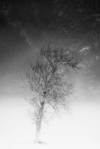 Juliste the tree and frozen soil in black and white