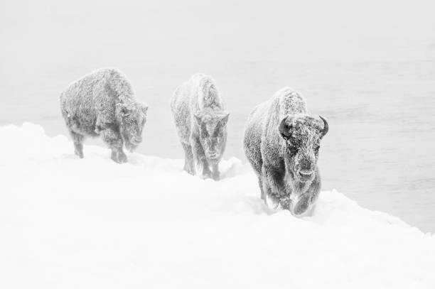 Juliste Three bison covered in hoarfrost
