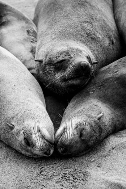 Juliste Three Cape Fur Seals sleeping at