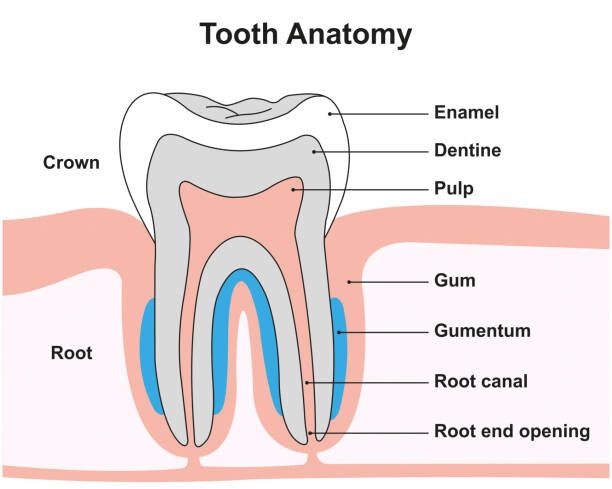 Juliste Tooth anatomy, illustration