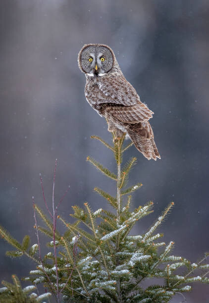 Juliste Tree Top Great Gray Owl