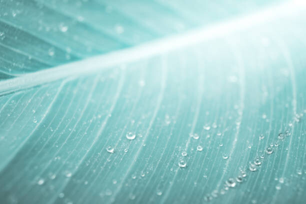 Juliste tropical banana leaf texture with raindrops