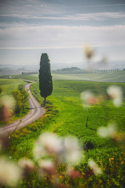 Juliste Tuscany landscape view of green hills