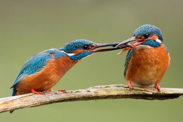 Juliste Two common kingfishers, alcedo atthis passing