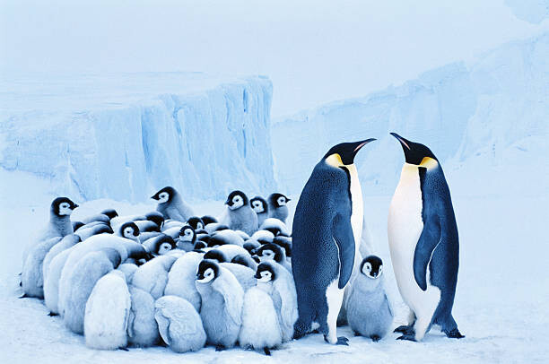 Juliste Two emperor penguins beside group of