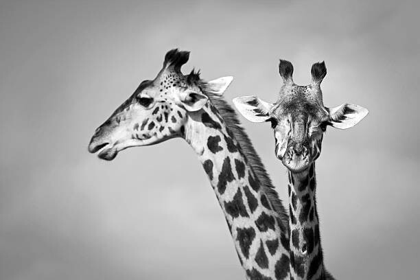 Juliste Two giraffe