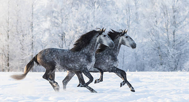 Juliste Two running grey Purebred Spanish horses