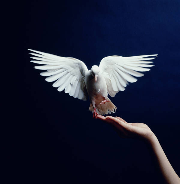 Juliste White Dove flying from hand, blue background