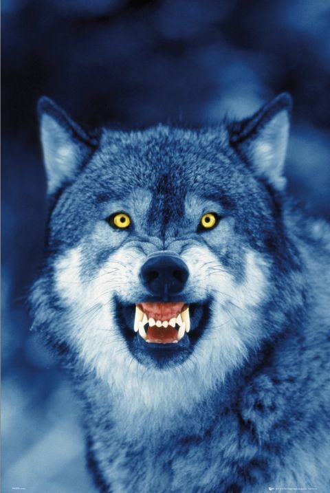 Wolf Juliste, Poster | Tilaa netistä Europosters