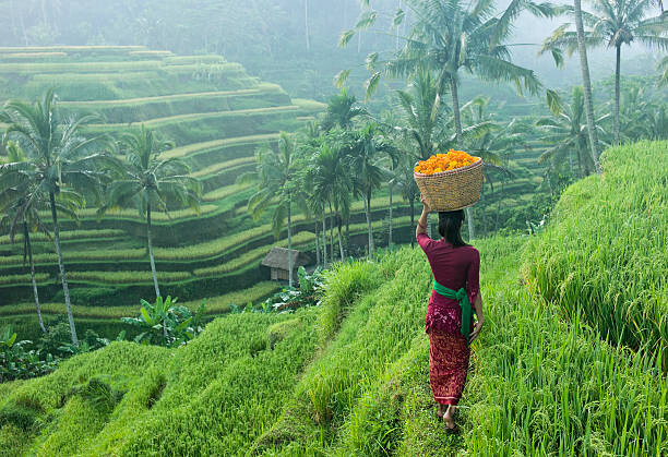 Juliste woman carrying basket of flowers