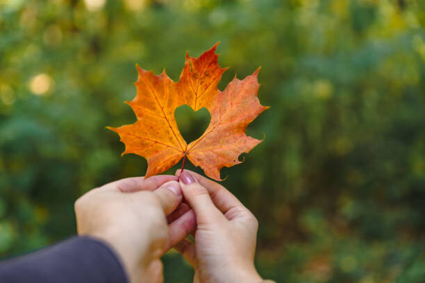 Juliste yellow maple leaf in hand with heart in the middle
